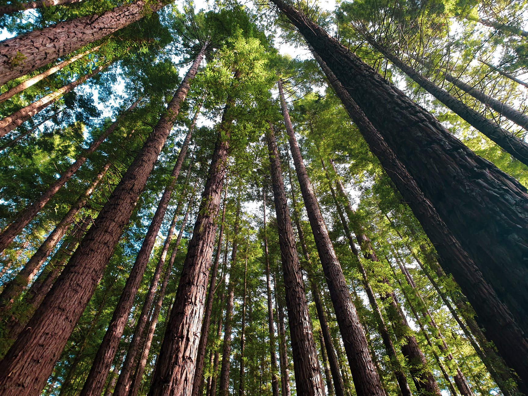 low angle photography of tall trees